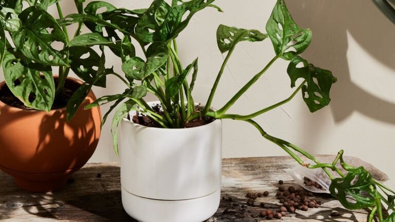 Self Watering Planters