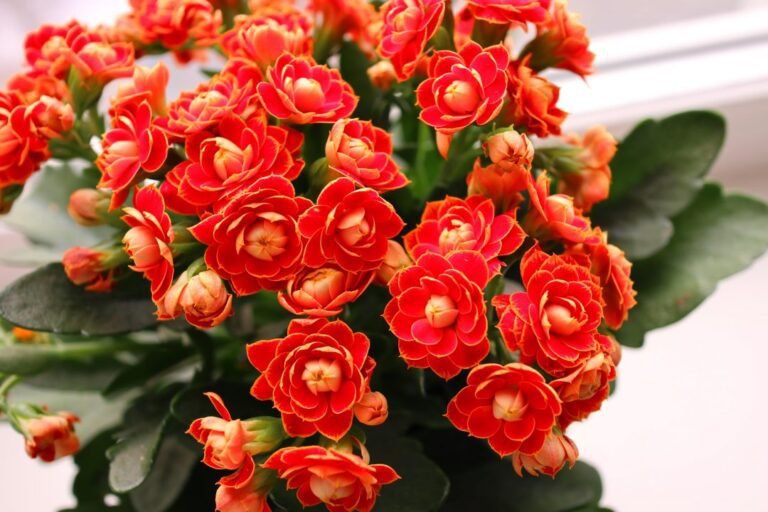 Kalanchoe Plant