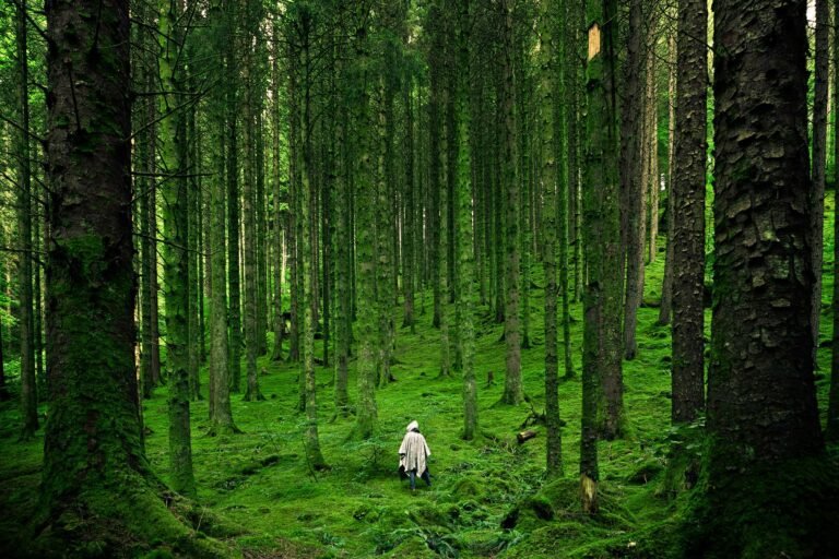 Wanderlust Bliss